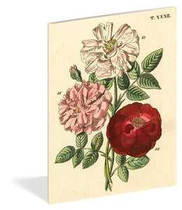 John Derian 'Everything Roses' Set of 3 Notebooks