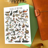 Ducks of Britain Wildlife Greeting Card by Alexia Claire