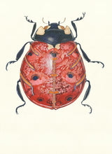 Ladybird Greetings Card